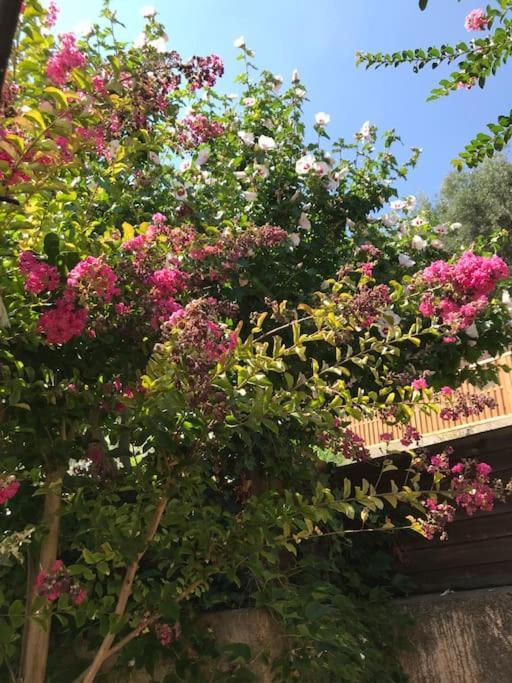 Appartement Sur La Colline Avec Acces Piscine Volx Εξωτερικό φωτογραφία